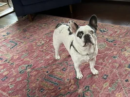 Re-homing my very special boy.