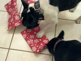 2015 Secret Santa Paws Sharing Thread