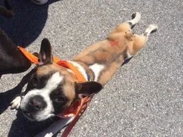 We did the  SPCA march for the animals