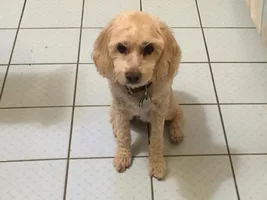Goodbye, Pippie