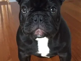 4 Paw Members VOTE NOW!  February French of the month