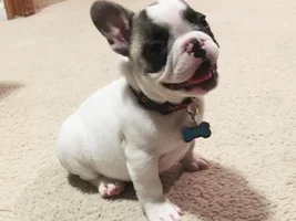 4 PAW MEMBERS!!!  Please vote for your favorite Happy Frenchies!