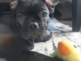 16 Week French Bulldog Puppy Ears Falling Back!?!