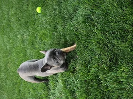 ~ENTER HERE~ June/July 2020 Frenchie of the Month "FUN IN THE SUN"