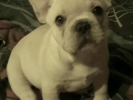 4 Paw Members, Please vote for April Frenchie of the Month!
