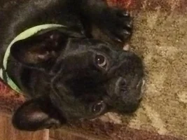 ~ENTER HERE~ March Frenchie of the Month contest "Frenchie Faces"