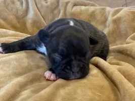 Soon to be owner, puppy development question