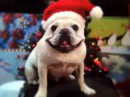 4 Paw Members, Please vote for January Frenchie of the Month!