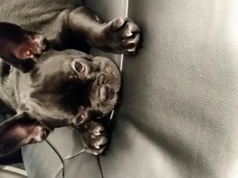 meet Rocco