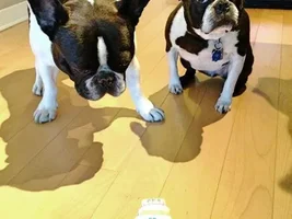 Happy 4th Birthday Wally!!