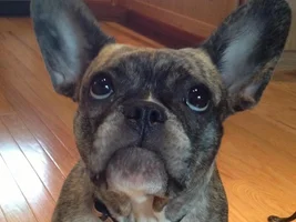 ~Lillebette~French Bulldog Available for Adoption in Oregon