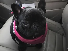 Tallulah the therapy dog!