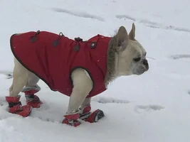 ~ENTER HERE~ January 2017 Frenchie of the Month ~ Frozen Frenchies!