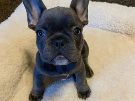 Meet Ben the Bulldog