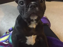 ~ENTER HERE~ January 2017 Frenchie of the Month ~ Frozen Frenchies!