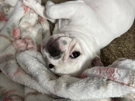 This is Tobie the French bulldog.