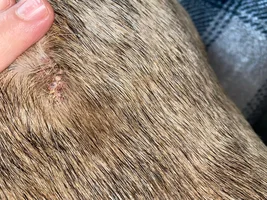 Weird crusty lump/spot on Frenchie's back