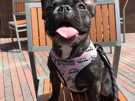 ~ENTER HERE~ April Frenchie of the Month "SMILING FRENCHIES"