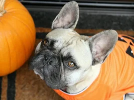 French Bulldog Colors — what's your color?