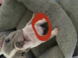 Lump on my puppy chest