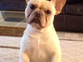 4 PAW MEMBERS!!!  Vote for October Frenchie of the Month!!!