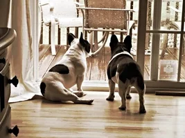4 Paw Members VOTE!  August Frenchie of the Month
