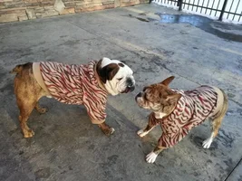 I've Got 2 Tigers Playing On My Patio!