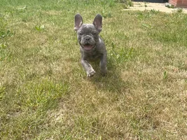 Frenchie Puppy 2nd Jab Side Effects