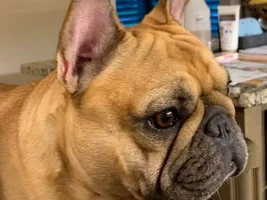 National bulldogs are beautiful day 2020