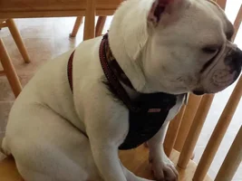 ENTER HERE ~ November Frenchie of the Month ~ Turkey Leg Contest