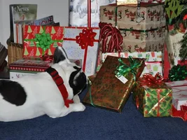 Christmas Photos