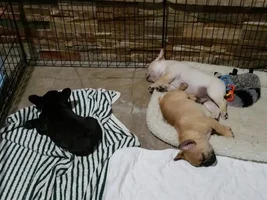 ~ENTER HERE~ August Frenchie of the Month "Sleepy Frenchies"