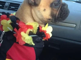 4 Paw Members VOTE!  August Frenchie of the Month