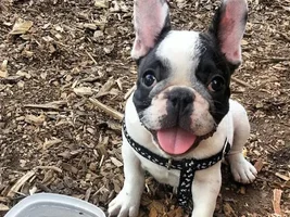 August 2013 Frenchie of the Month Contest! ~ENTER HERE~
