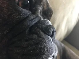 4 PAW MEMBERS!!!!   Please vote for your favorite FRENCHIE FACES!
