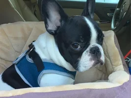 4 Paw Members!  VOTE NOW!!  September Frenchie-tude Contest!