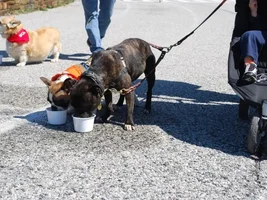 We did the  SPCA march for the animals