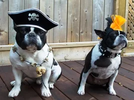Halloween Costumes 2014