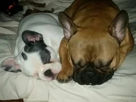 VOTE NOW!  February Frenchie-Tines