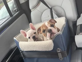 This is Tobie the French bulldog.