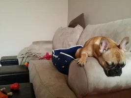 VOTE NOW! Snoring Snoozing Frenchie Contest!