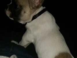 New to the frenchie game! Everyone, meet Doug! :)