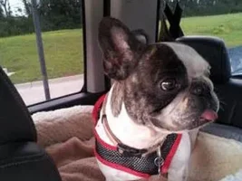 ~Selina~French Bulldog Available for Adoption in Iowa
