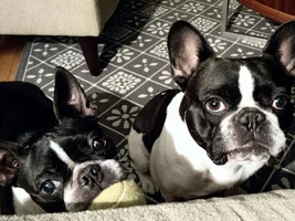 Everyone who has a Frenchie will understand :)