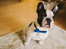 Muffin - sweet bulldog from Russia :)
