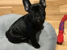 After much research on here, our first FBD~Atlas!