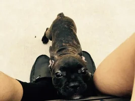 Welcome my new girl Neela!!!