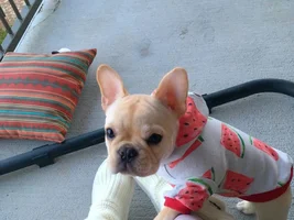 The life of a frenchie