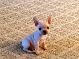 November 2013 Frenchie of the Month Contest ~ENTER HERE~