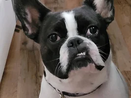 This is Gypsy